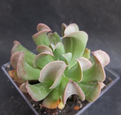 Echeveria dark Vader (Darkness power)