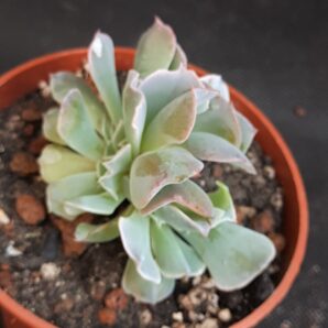Echeveria nichi cristata
