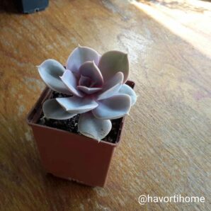 Echeveria Perle Von Nurnberg