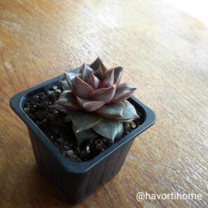 Echeveria purpusorum
