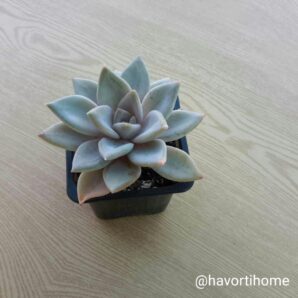 Echeveria Silver Queen