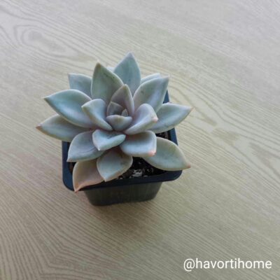 Echeveria Silver Queen