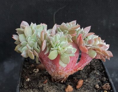 Echeveria sp. cristata
