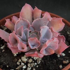Echeveria Trumpet Pinky