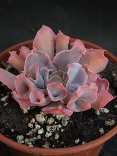 Echeveria Trumpet Pinky