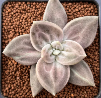 Echeveria xichuensis - Зображення 2
