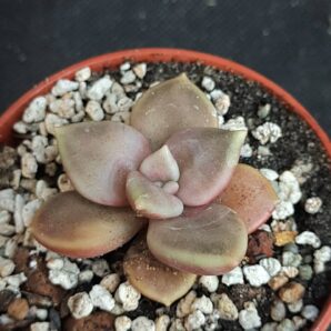 Echeveria xichuensis