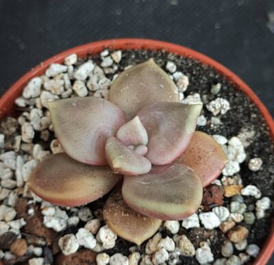 Echeveria xichuensis