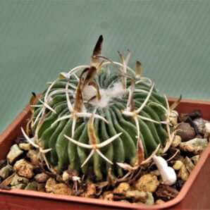 Еchinofossssulocactus-sp