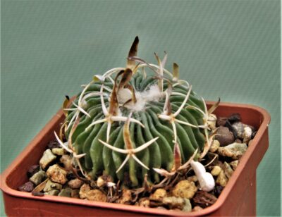 Еchinofossssulocactus-sp
