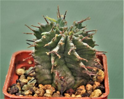 euphorbia-horrida-v.-major-ex-j.-busek