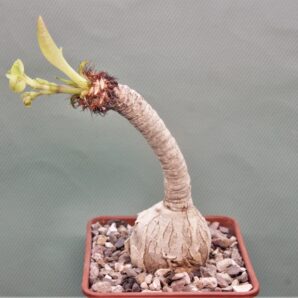 Еuphorbia-ramena.-Мadagascar-1