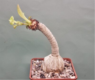 Еuphorbia-ramena.-Мadagascar-1