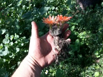 Lobivia rebutioides VG 628 - Зображення 2