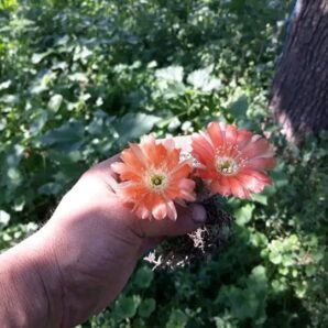 Lobivia rebutioides VG 628