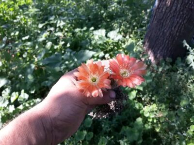 Lobivia rebutioides VG 628