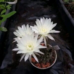 Psrudolobivia ancistrophora R 237 | 74
