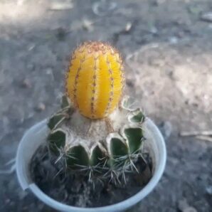 Lobivia amblayensis L 569