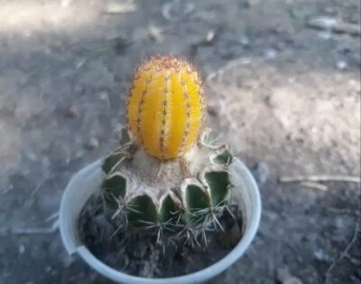 Lobivia amblayensis L 569