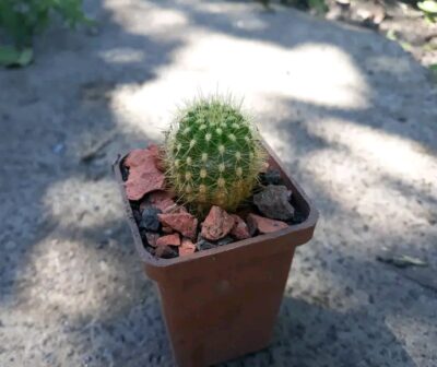 Lobivia huascha v.rubriflora R 153 - Зображення 2