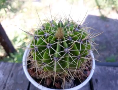 Acanthocalycium violaceum P 204 - Зображення 3