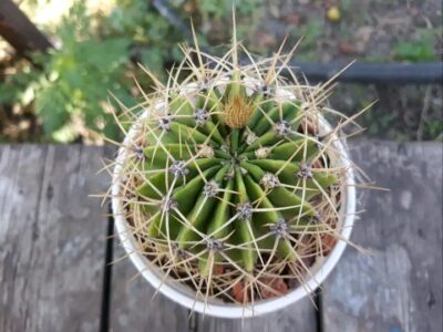 Acanthocalycium violaceum P 204 - Зображення 2