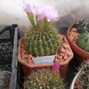 Acanthocalycium violaceum P 204
