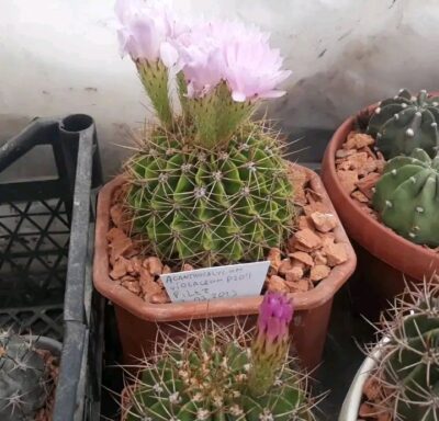 Acanthocalycium violaceum P 204
