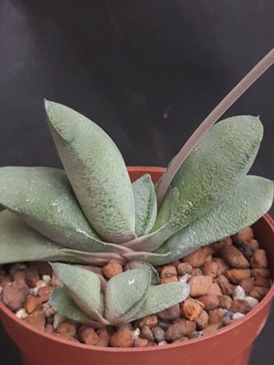 Gasteria glomerata