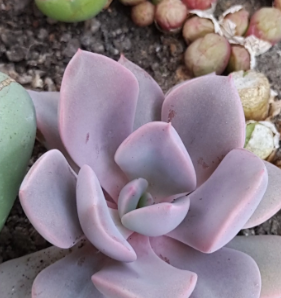 Graptoveria Debby | 108