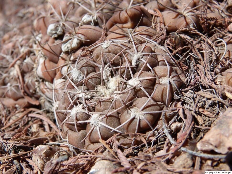 Gymnocalycium albiareolatum 