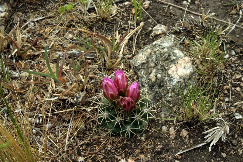 Gymnocalycium neuhuberi 
