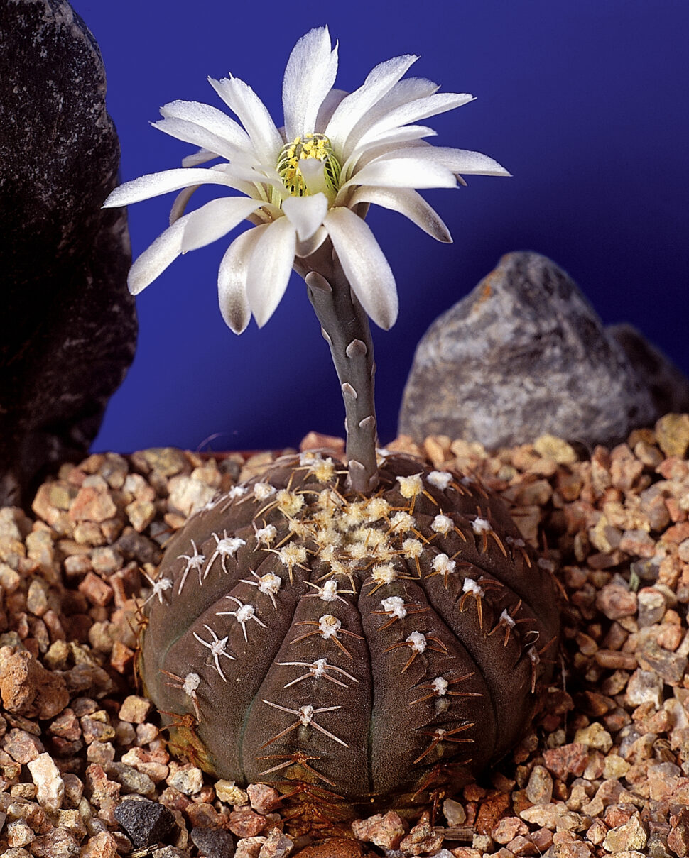 100 зникаючих видів кактусів (Частина 2) 3 Gymnocalycium ragonesei