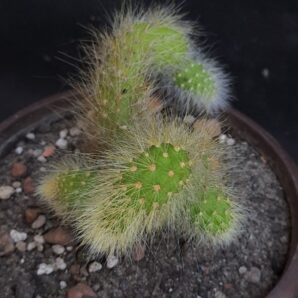 Hildewintera colademononis | 53