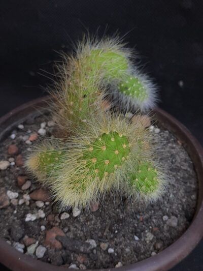 Hildewintera colademononis