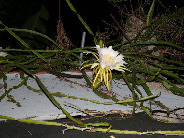 100 зникаючих видів кактусів (Частина 2) 6 Hylocereus (Selenicereus) escuintlensis