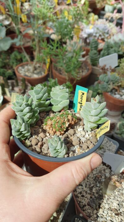 Crassula moonglow - Зображення 2