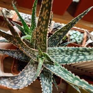 Aloe cv