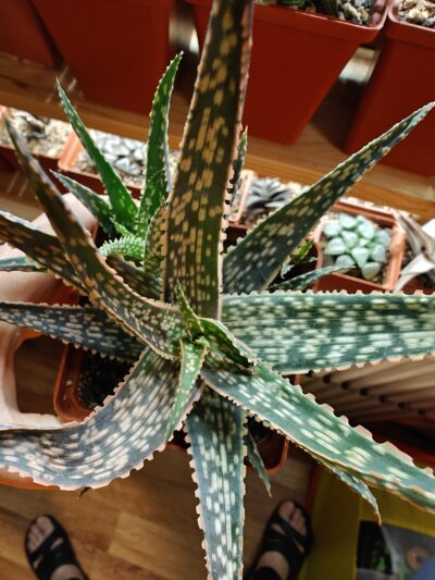 Aloe cv