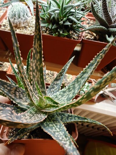 Aloe cv - Зображення 2