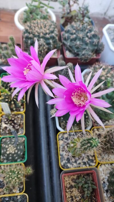 Echinopsis subdenudata - Зображення 2