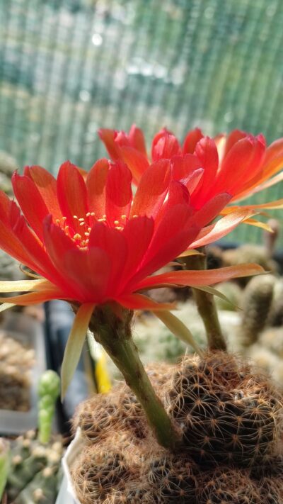 lobivia arachnacantha nigra - Зображення 4