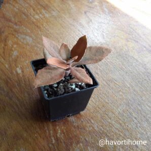 Kalanchoe orgyalis