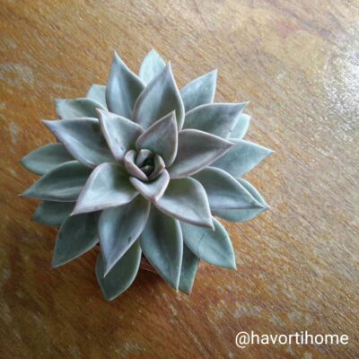 Echeveria Silver Queen