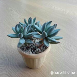 Pachyveria glauca
