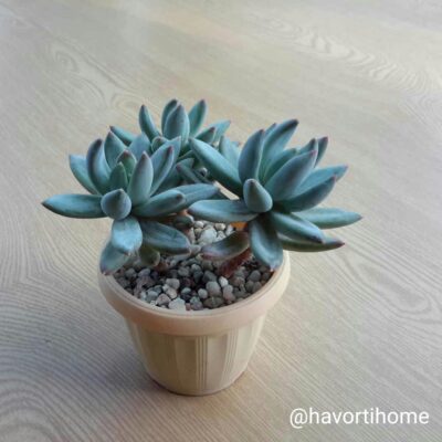 Pachyveria glauca