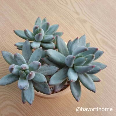 Pachyveria glauca