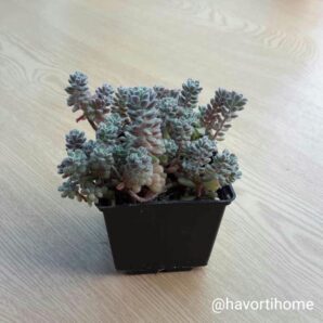 Sedum versadense chontalense