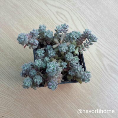 Sedum versadense chontalense