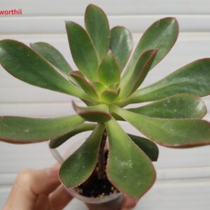 aeonium haworthii